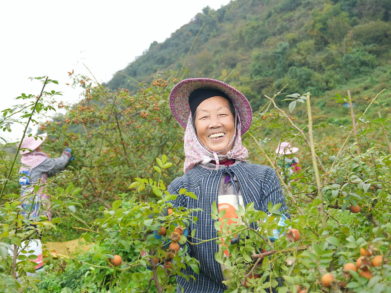 平坝高寨村：金刺梨喜获丰收 “黄金果”铺-FZ10021342966.jpg