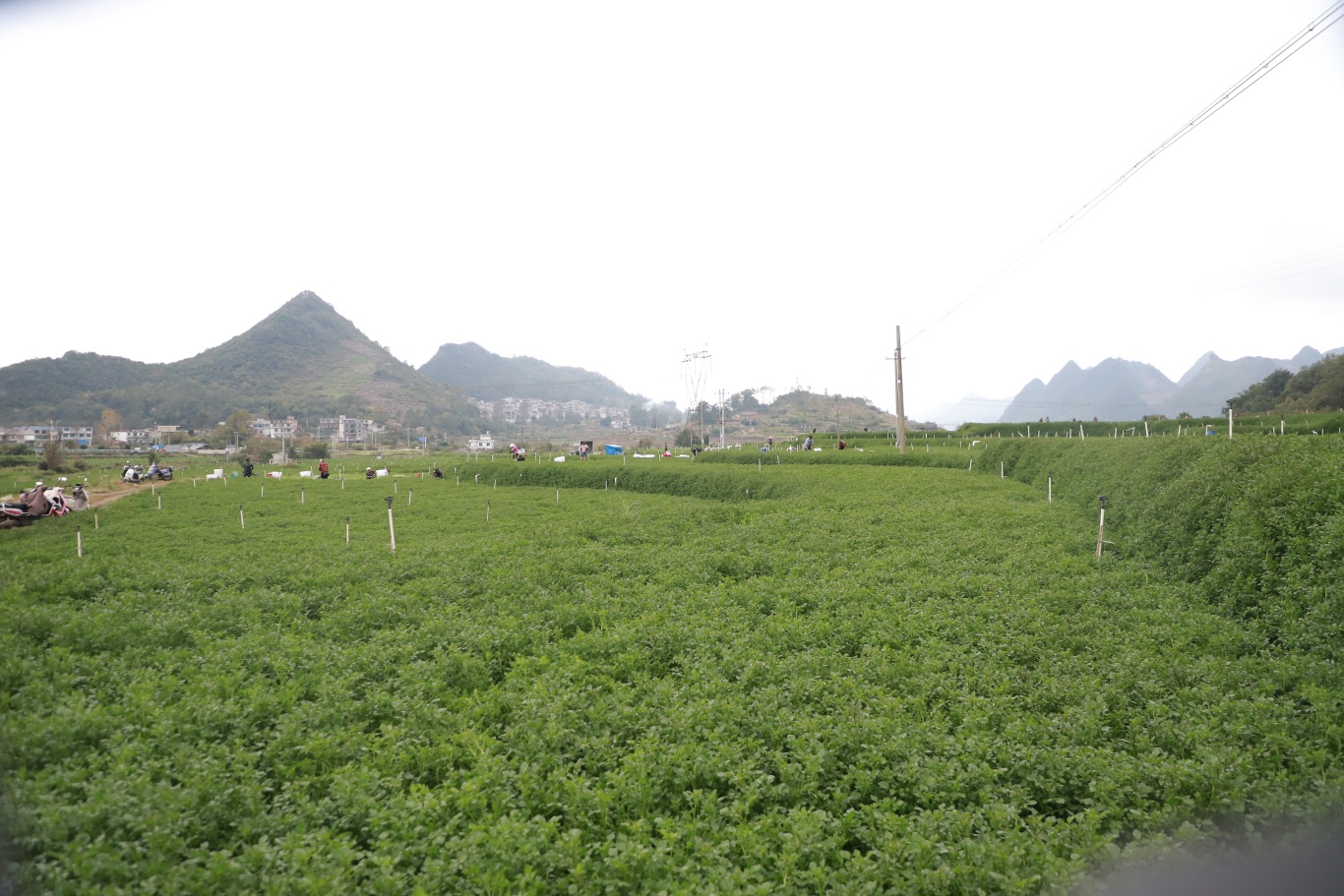 长势喜人的后寨村西洋菜-FZ10021369713.jpg