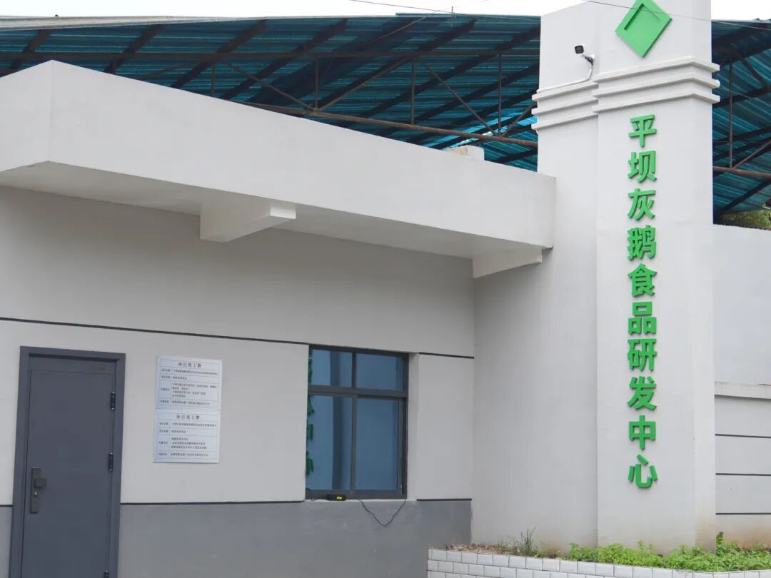 一只鹅“牵”出的产业链 平坝灰鹅“飞”向-FZ10021369454.jpg