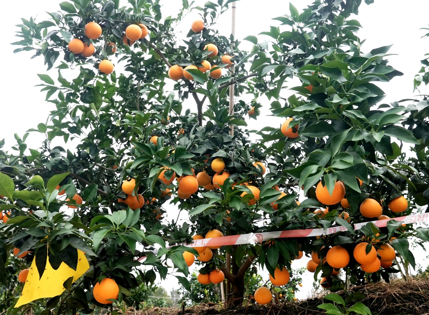 果冻橙缀满枝头-FZ10021369419.jpg