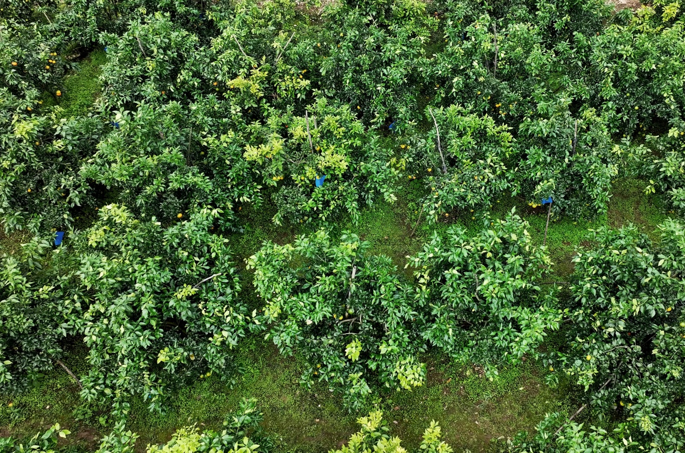 航拍断桥镇果冻橙基地-FZ10021369413.jpg