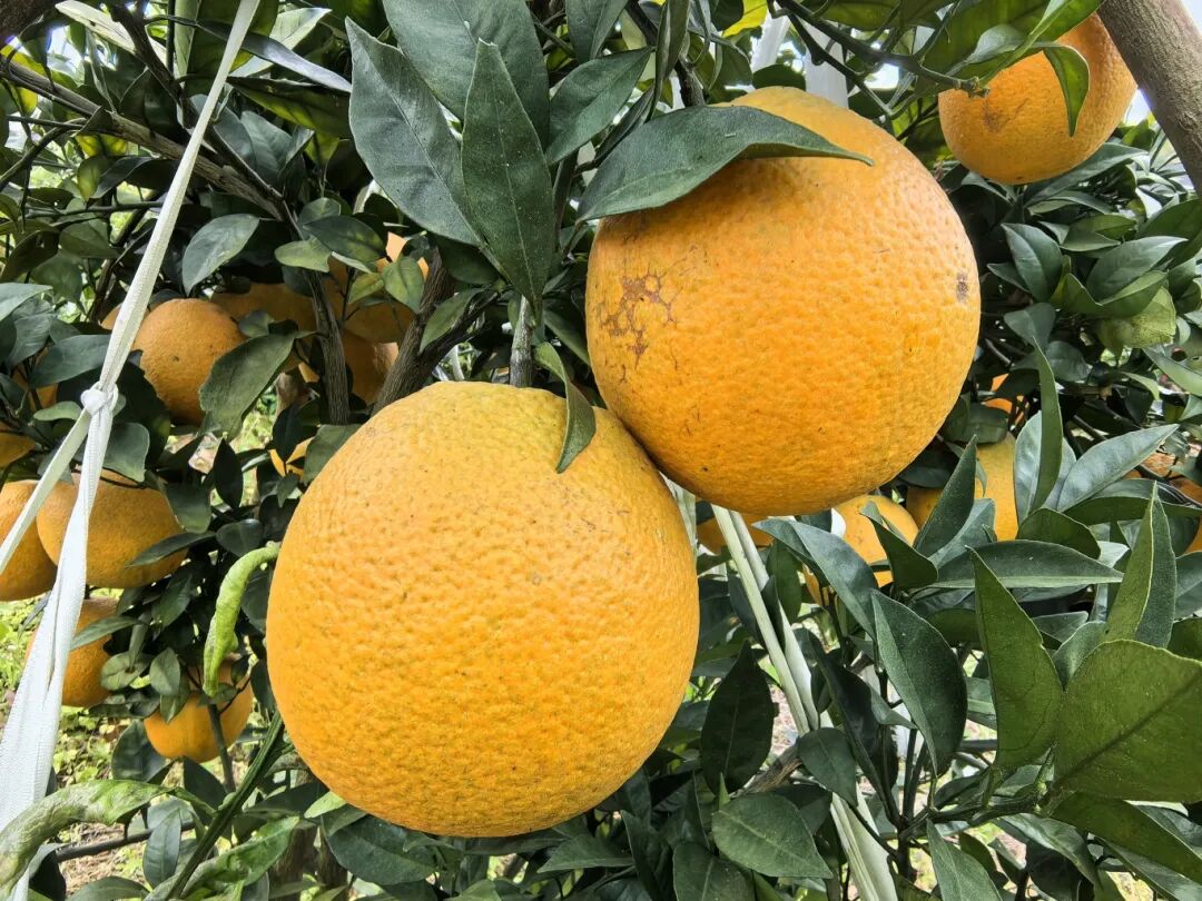 金黄的脐橙-FZ10021440918.jpg