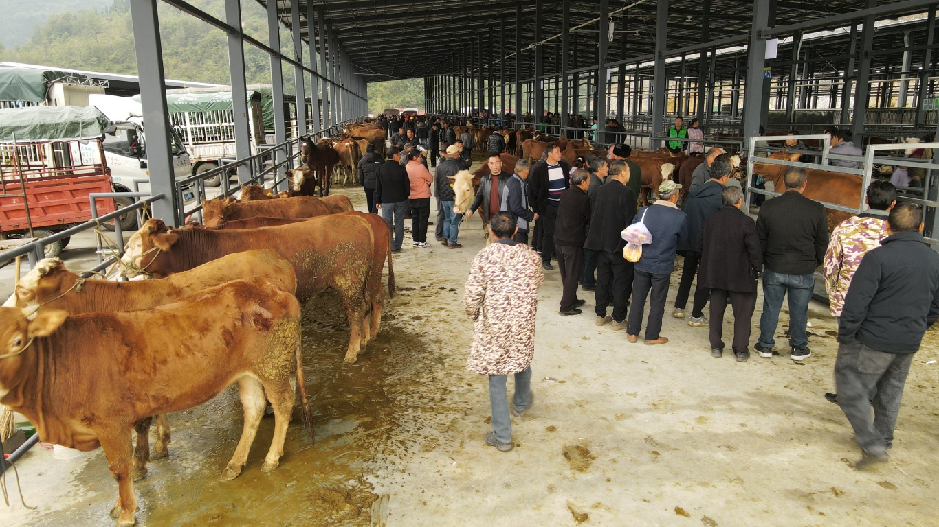 关岭牛交易市场热闹非凡-FZ10021477546.jpg