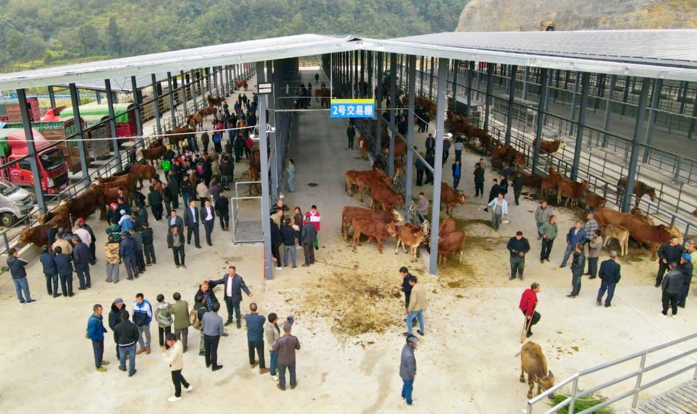 关岭牛交易市场热闹非凡-FZ10021477542.jpg
