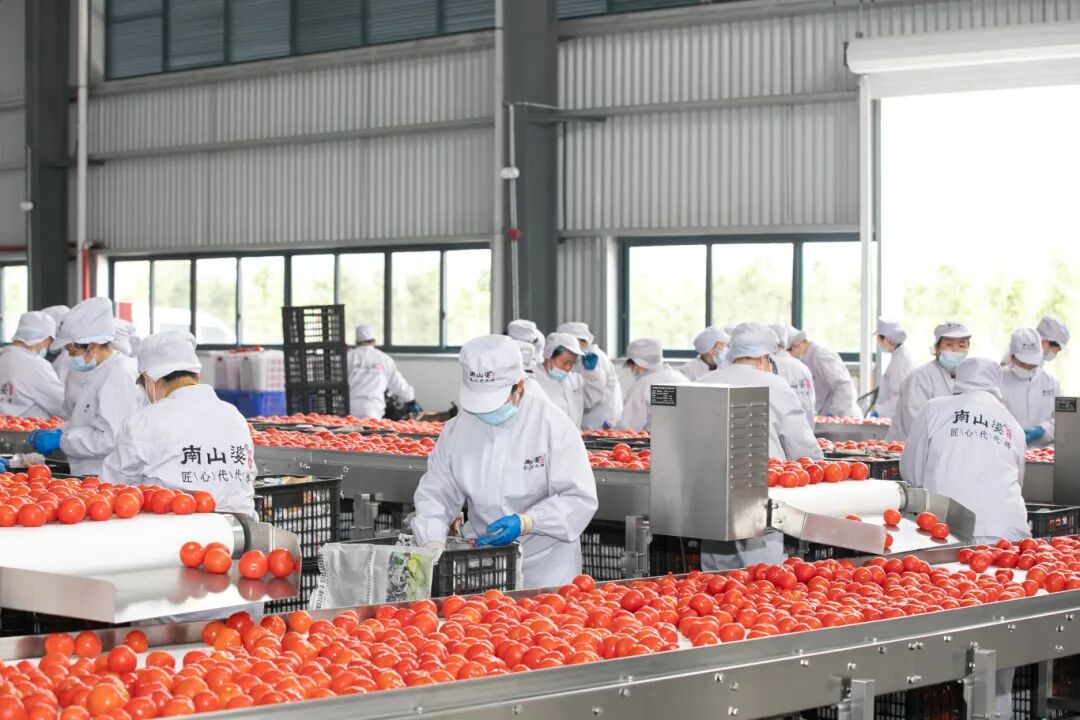 南山婆酸汤原料生产线 唐国栋 摄-FZ10021517763.jpg