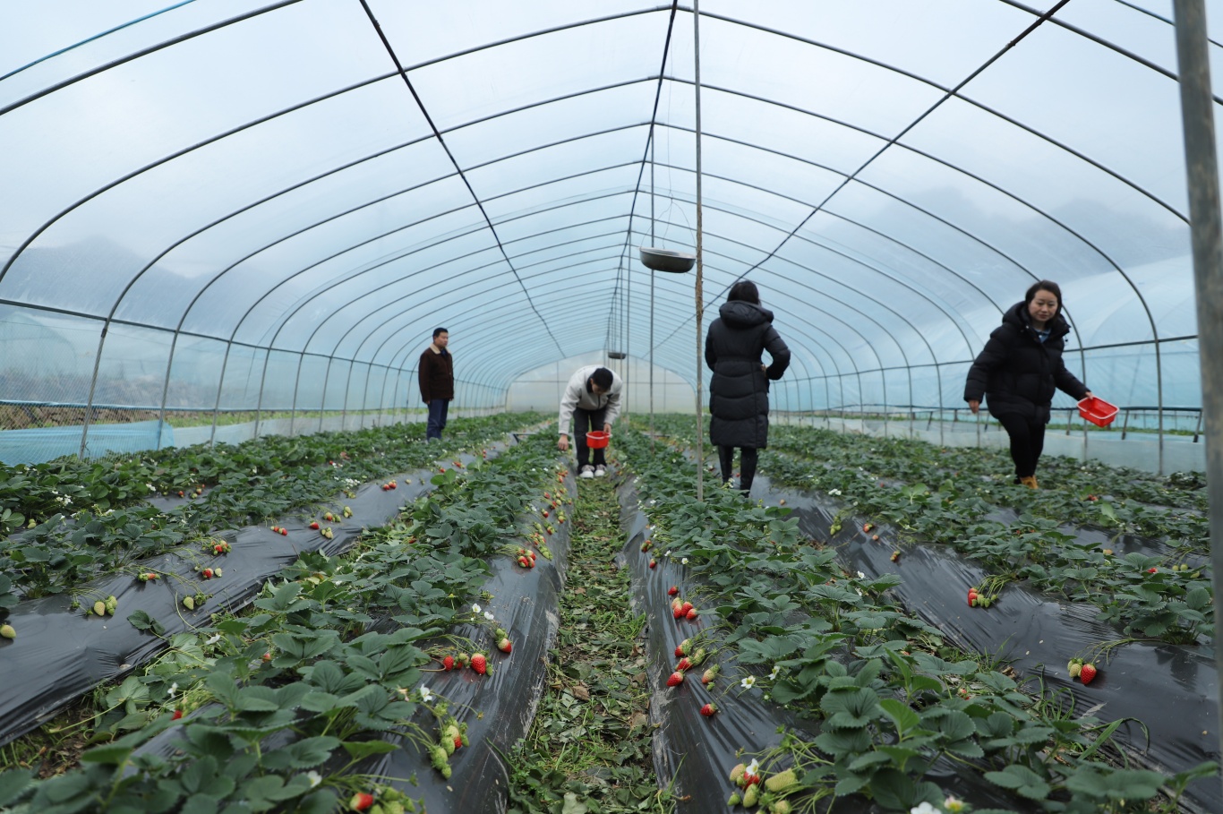 采摘草莓-FZ10021571988.jpg
