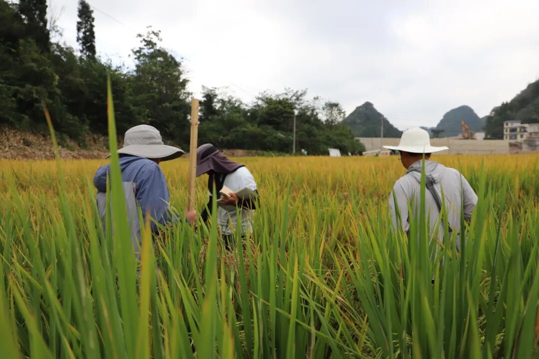 科研人员在田间进行新品种鉴定.jpg