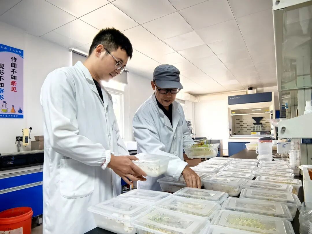 市农科院生理生化室科研人员正在检查稻种发芽情况.jpg