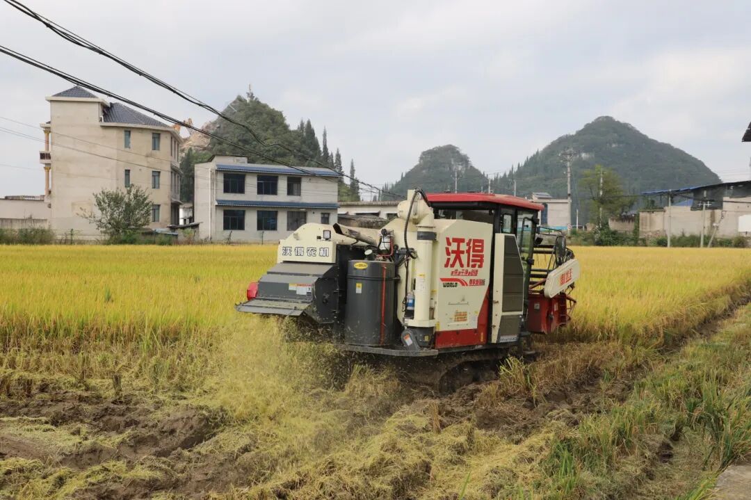 农机收割水稻.jpg