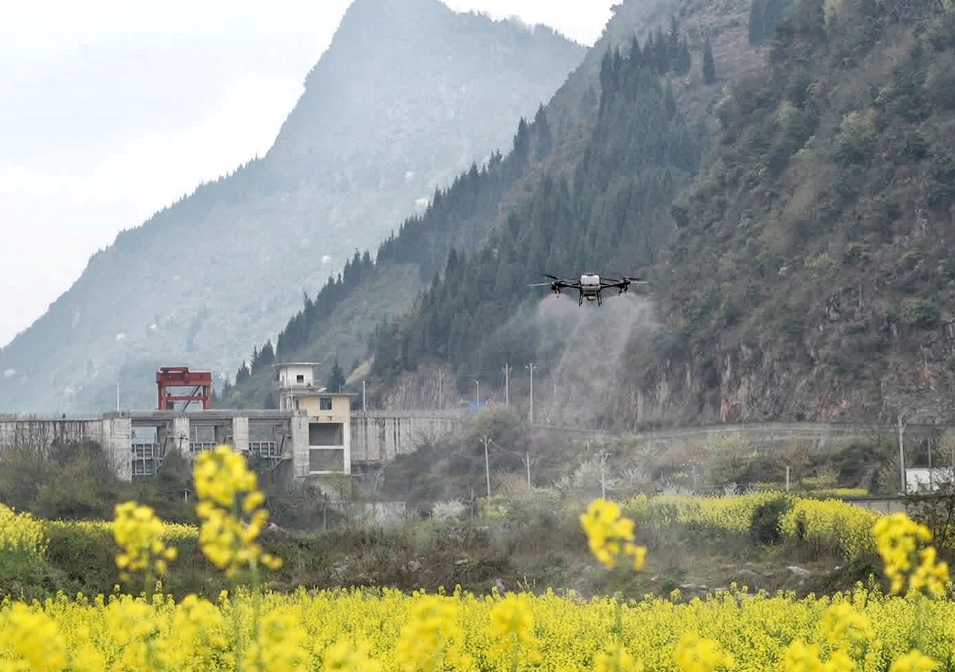 关岭农业农村局：无人机飞防助力油菜丰产丰-FZ10021817689.jpg