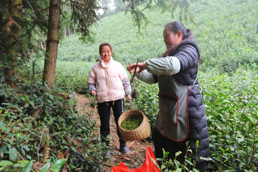 三千亩茶园吐新绿 九溪村茶农抢“鲜”机-FZ10021817724.jpg