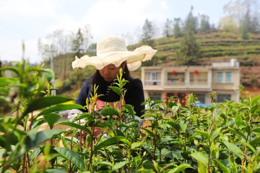 三千亩茶园吐新绿 九溪村茶农抢“鲜”机-FZ10021817721.jpg