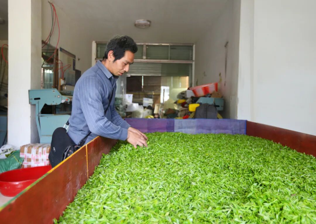三千亩茶园吐新绿 九溪村茶农抢“鲜”机-FZ10021817728.jpg