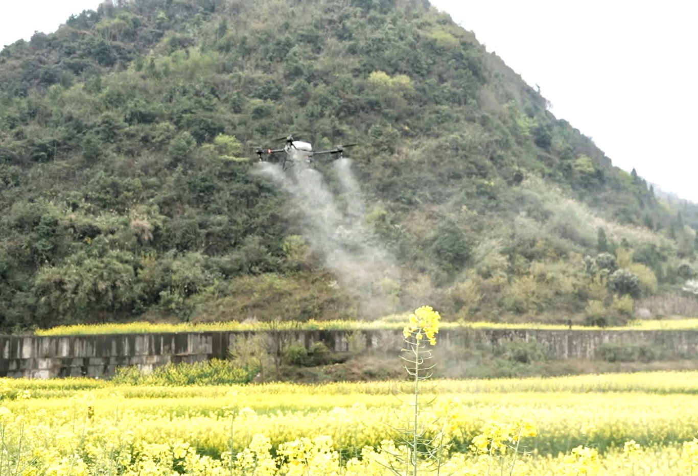 关岭农业农村局：无人机飞防助力油菜丰产丰-FZ10021817683.jpg