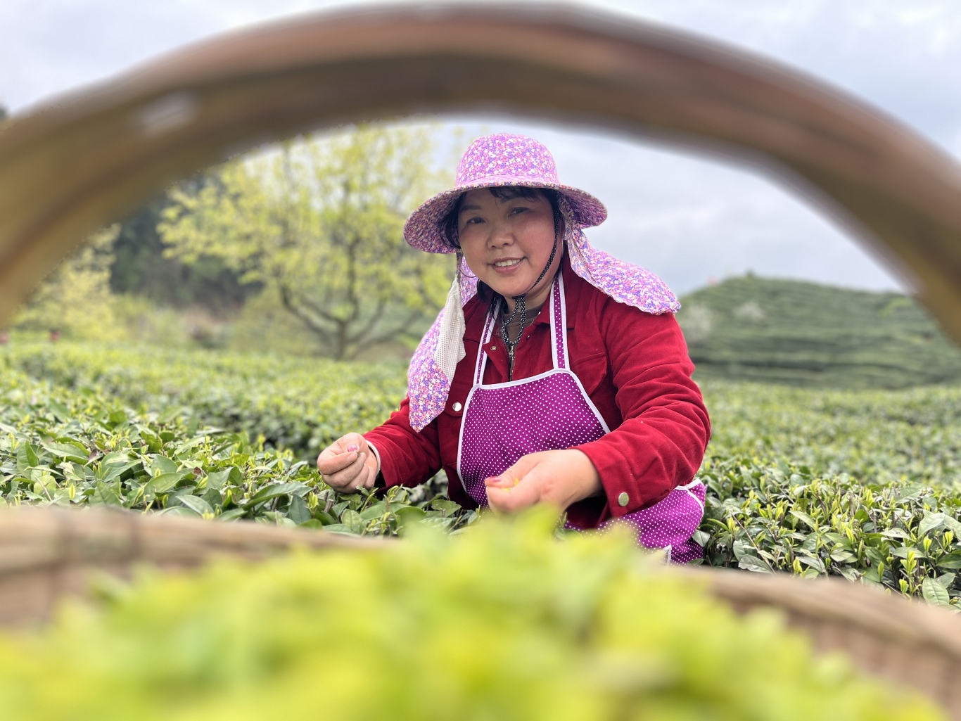 白云忠芳茶场：四十载荒山变绿洲 茶香飘出-FZ10021907950.jpg