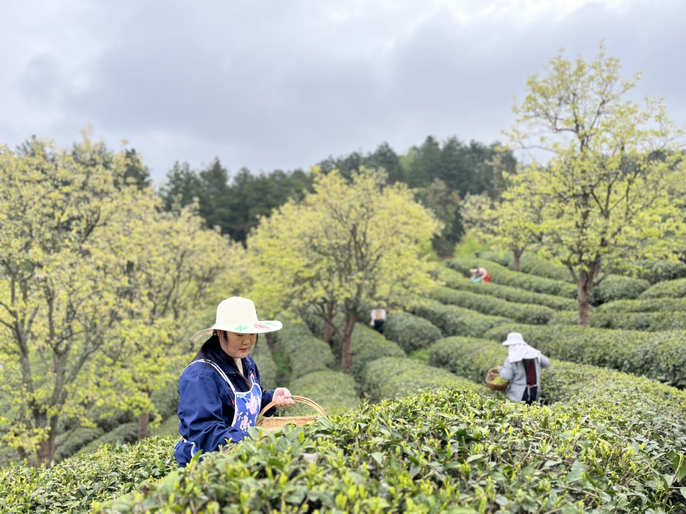 白云忠芳茶场：四十载荒山变绿洲 茶香飘出-FZ10021907957.jpg