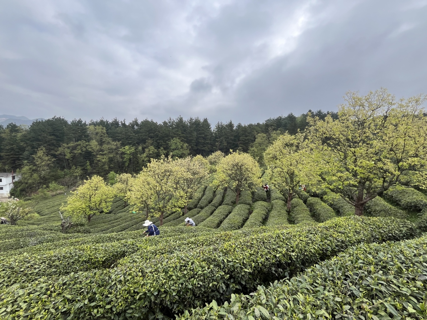 白云忠芳茶场：四十载荒山变绿洲 茶香飘出-FZ10021907955.jpg