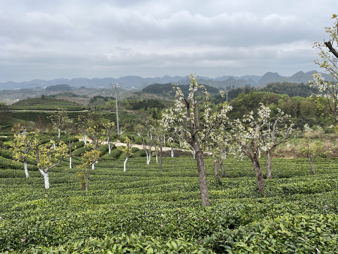白云忠芳茶场：四十载荒山变绿洲 茶香飘出-FZ10021907952.jpg