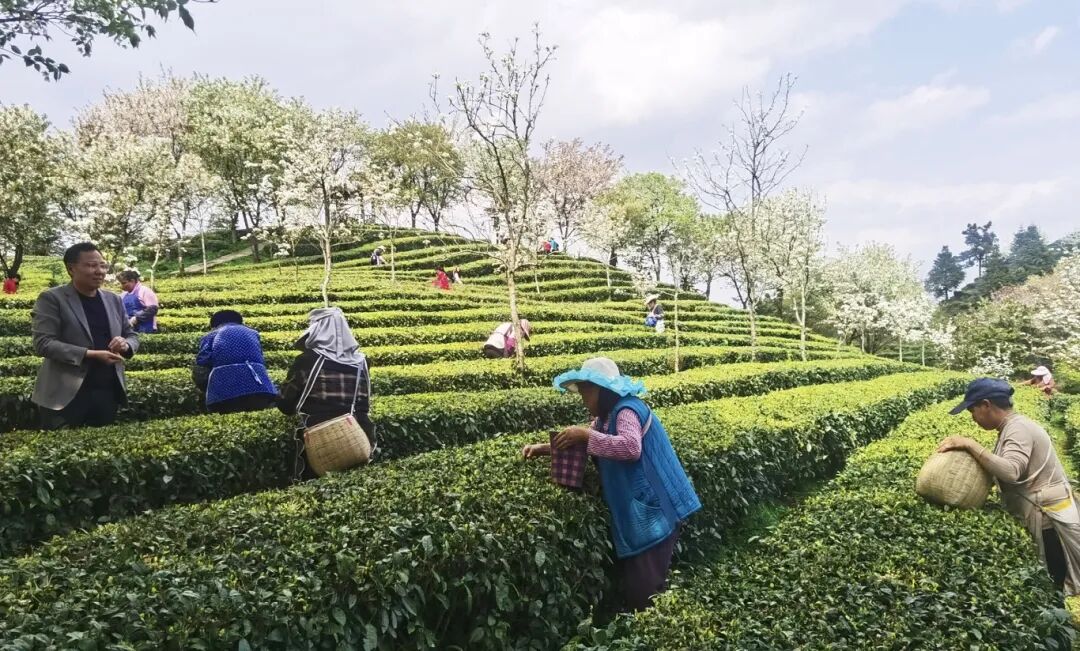&ldquo;解锁春天&middot;春山观茶&rdquo;系列报道之普定篇_-FZ10021935921.jpg