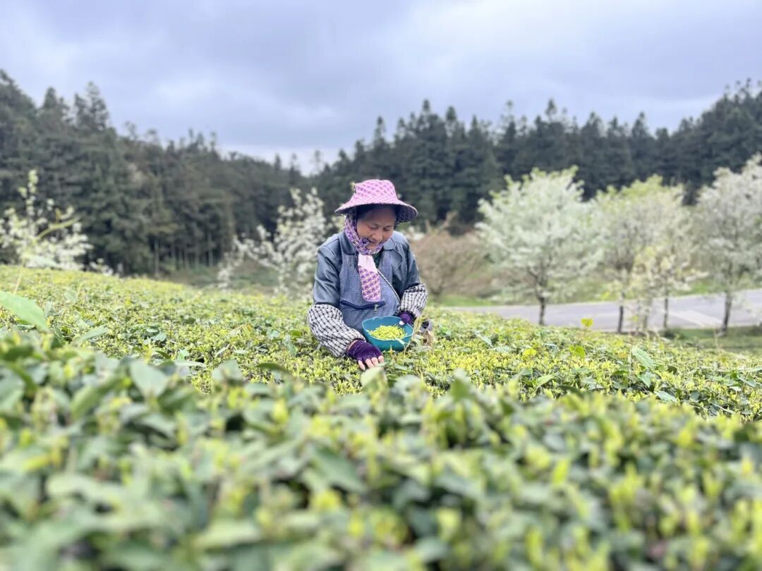 &ldquo;解锁春天&middot;春山观茶&rdquo;系列报道之普定篇_-FZ10021935915.jpg