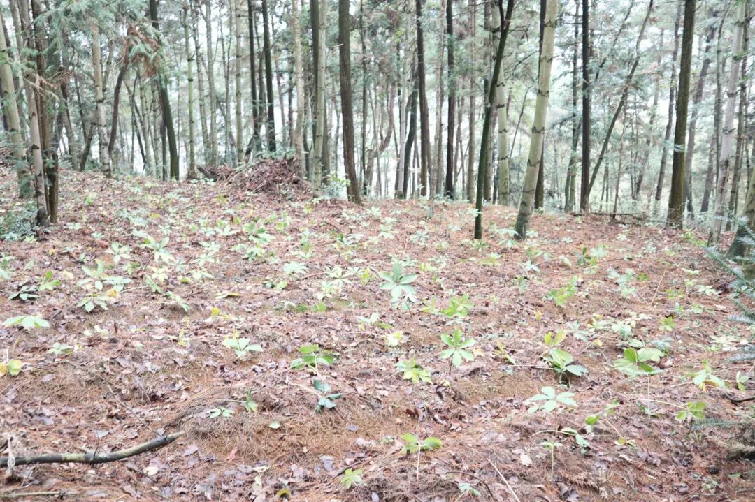 平坝区十字乡毛栗坡林场林下种植重楼.jpg