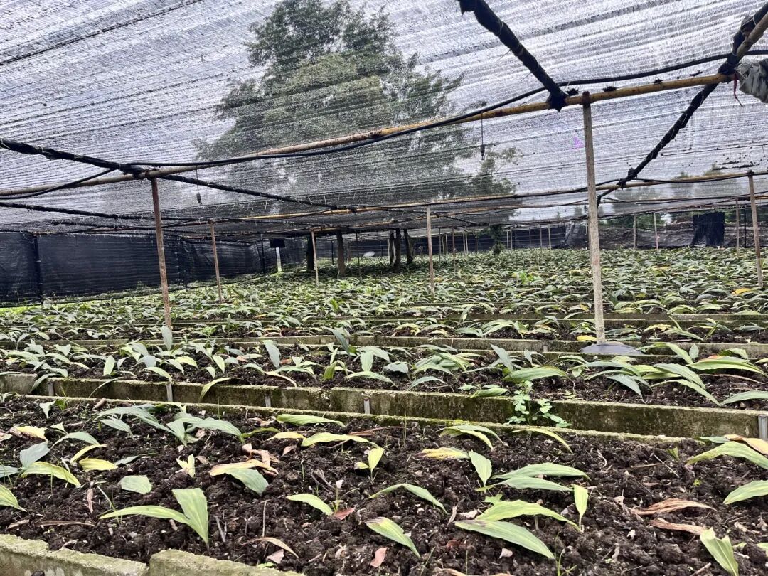 安顺经开区安顺宝林科技中药饮片有限公司林下种植毛慈菇.jpg