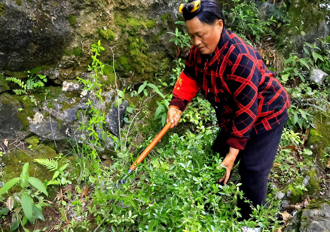 苏廷美清理巡山道路.jpg