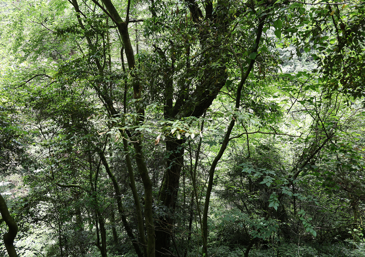 林木葱茏的火焰山1.JPG