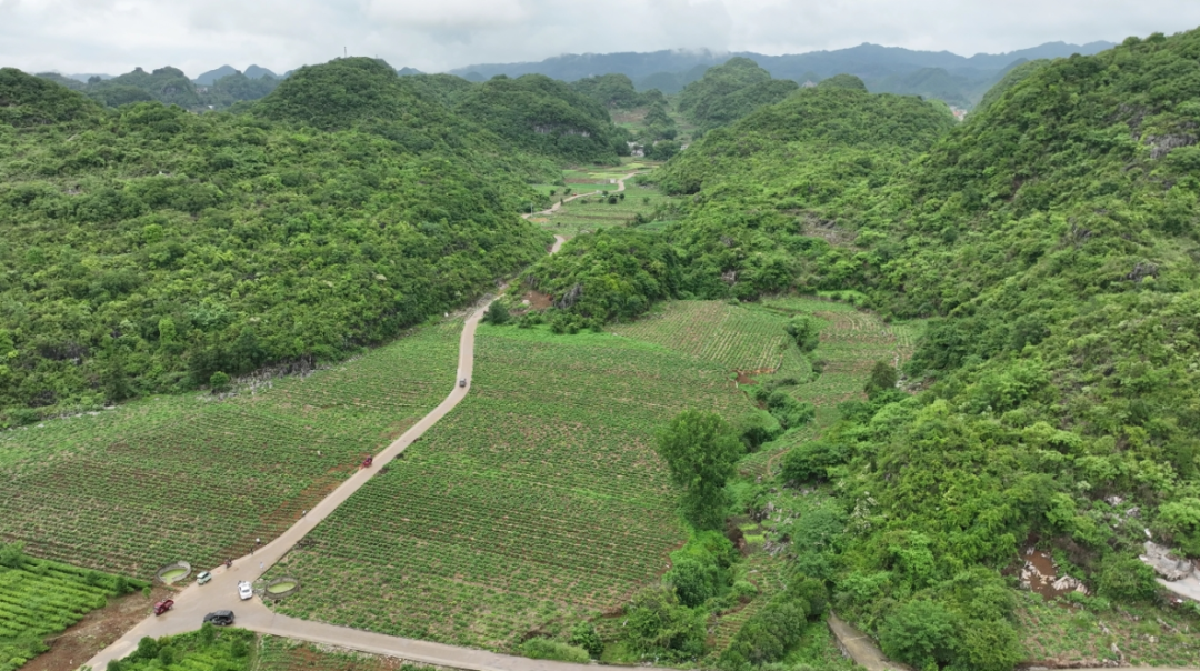 戛卧社区田地间种植佛手瓜尖.png
